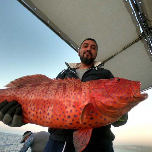 Coral trout